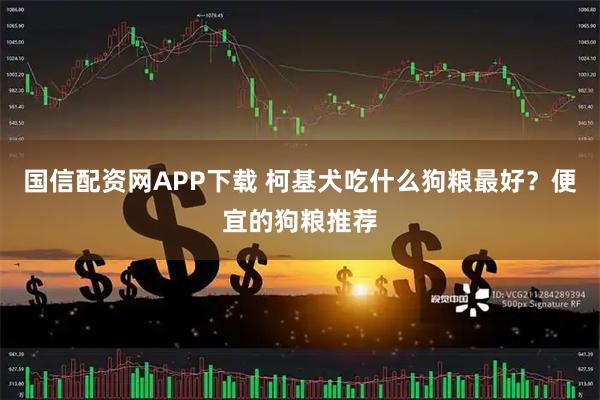 国信配资网APP下载 柯基犬吃什么狗粮最好？便宜的狗粮推荐