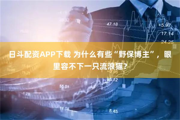 日斗配资APP下载 为什么有些“野保博主”，眼里容不下一只流浪猫？