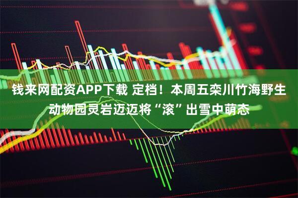 钱来网配资APP下载 定档！本周五栾川竹海野生动物园灵岩迈迈将“滚”出雪中萌态